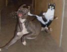 le chat nija